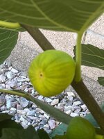 IMG_2491.jpeg