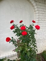 IMG_4110.jpeg
