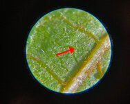mites1.jpg