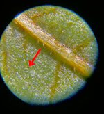 mites2.jpg