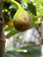 IMG_7381.jpg