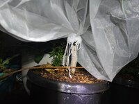 20250620_005546.jpg