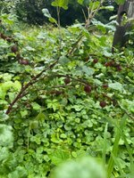 IMG_0099.jpeg