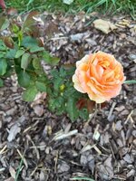 IMG_0070.jpeg