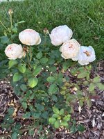 IMG_0072.jpeg