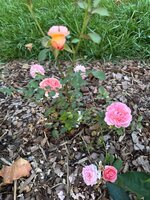 IMG_0071.jpeg