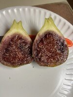 DrGowaty_06192025_3.jpg