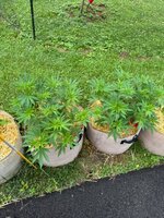 IMG_0097.jpeg