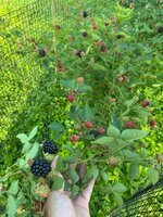 IMG_0118.jpeg