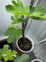 IMG_0123.jpeg