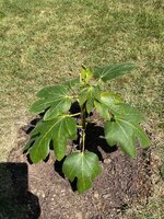 IMG_2475.jpeg