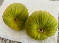 IMG_2503.jpeg