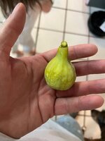 IMG_4118.jpeg