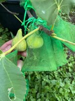 IMG_4117.jpeg