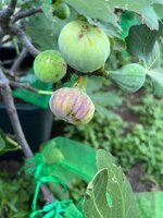 IMG_4116.jpeg