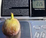 2019-10-23 Lance - Matte Pinta from Brian Melton possibly caprified main crop fig @ 23g.jpg