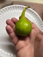 IMG_5847.jpeg