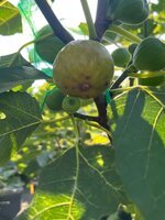 IMG_0563.jpeg