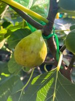 IMG_0564.jpeg