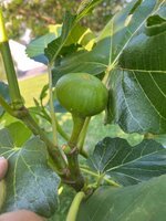 IMG_0556.jpeg