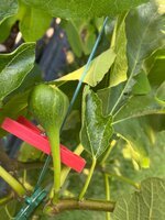 IMG_0557.jpeg