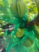 IMG_0560.jpeg
