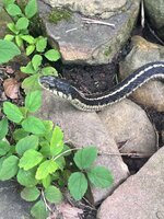 IMG_7138.jpeg