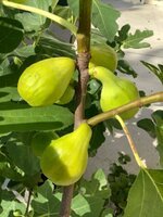 IMG_0067.jpeg