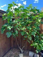IMG_3888.jpeg