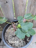 PXL_20250625_003402960.MP~2.jpg
