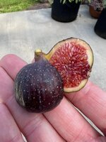 IMG_0441.jpeg