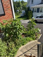 IMG_9943.jpeg