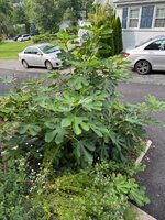 IMG_0167.jpeg