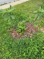 IMG_0172.jpeg