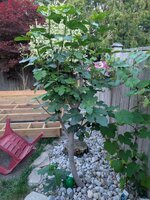 PXL_20250625_004024886.jpg