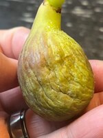 IMG_0598.jpeg