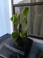 20250608_070442.jpg