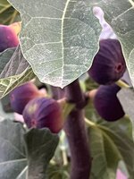 IMG_2536.jpeg
