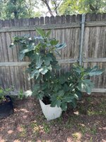 IMG_3936.jpeg