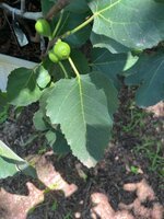 IMG_3933.jpeg