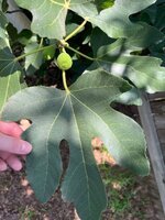 IMG_3932.jpeg