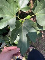 IMG_3931.jpeg