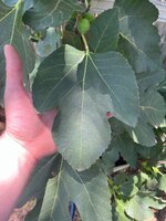 IMG_3929.jpeg