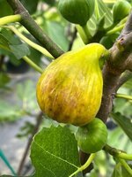 IMG_0609.jpeg