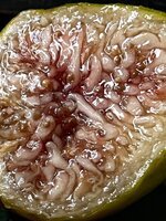 IMG_0620.jpeg