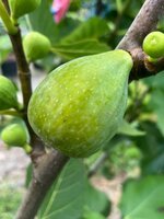 IMG_0611.jpeg