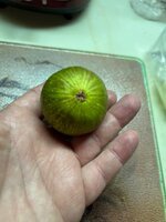 IMG_5870.jpeg IMG_5870.jpeg