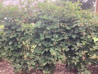 IMG_2720.jpeg