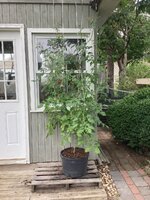 IMG_2726.jpeg