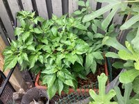 IMG_2729.jpeg